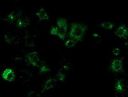 Invitrogen OSGEP Monoclonal Antibody (OTI8B3) 100 &mu;L; Unconjugated:Antibodies,