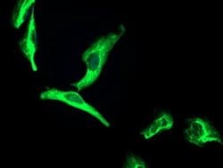 Invitrogen OSGEP Monoclonal Antibody (OTI8B3) 100 &mu;L; Unconjugated:Antibodies,