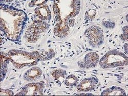 Invitrogen OSGEP Monoclonal Antibody (OTI8B3) 100 &mu;L; Unconjugated:Antibodies,
