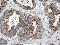Invitrogen OSGEP Monoclonal Antibody (OTI8B3) 100 &mu;L; Unconjugated:Antibodies,