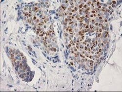 Invitrogen OSGEP Monoclonal Antibody (OTI8B3) 100 &mu;L; Unconjugated:Antibodies,