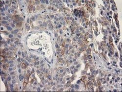 Invitrogen OSGEP Monoclonal Antibody (OTI8B3) 100 &mu;L; Unconjugated:Antibodies,
