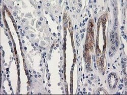 Invitrogen OSGEP Monoclonal Antibody (OTI8B3) 100 &mu;L; Unconjugated:Antibodies,