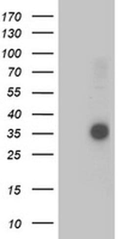 Invitrogen OSGEP Monoclonal Antibody (OTI8B3) 100 &mu;L; Unconjugated:Antibodies,