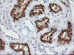 Invitrogen AP2M1 Monoclonal Antibody (OTI 2F11) 100 &mu;L; Unconjugated:Antibodies,