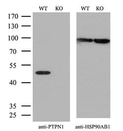 Invitrogen PTP1B Monoclonal Antibody (OTI1A2) 100 &mu;L | Buy Online | Invitrogen&trade; | Fisher Scientific