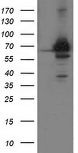Invitrogen CoA Synthase Monoclonal Antibody (OTI3D5) 100 &mu;L; Unconjugated:Antibodies,