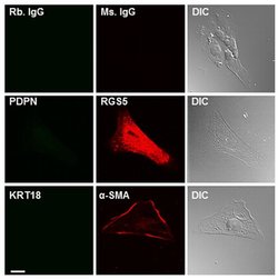 Invitrogen RGS5 Monoclonal Antibody (OTI1C1) 100 &mu;L; Unconjugated:Antibodies,