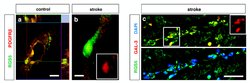 Invitrogen RGS5 Monoclonal Antibody (OTI1C1) 100 &mu;L; Unconjugated:Antibodies,