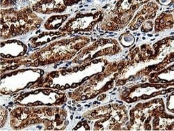 Invitrogen ILVBL Monoclonal Antibody (OTI8A12) 100 &mu;L; Unconjugated:Antibodies,