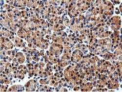 Invitrogen ILVBL Monoclonal Antibody (OTI8A12) 100 &mu;L; Unconjugated:Antibodies,