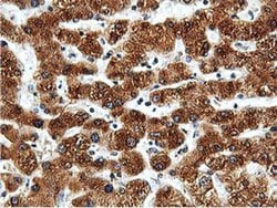 Invitrogen ILVBL Monoclonal Antibody (OTI8A12) 100 &mu;L; Unconjugated:Antibodies,