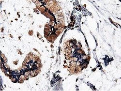 Invitrogen ILVBL Monoclonal Antibody (OTI8A12) 100 &mu;L; Unconjugated:Antibodies,