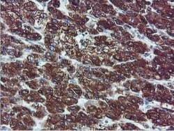 Invitrogen ILVBL Monoclonal Antibody (OTI8B12) 100 &mu;L | Buy Online | Invitrogen&trade; | Fisher Scientific