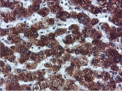 Invitrogen ILVBL Monoclonal Antibody (OTI8B12) 100 &mu;L | Buy Online | Invitrogen&trade; | Fisher Scientific