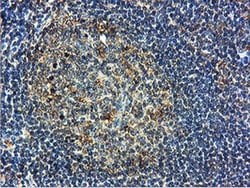 Invitrogen ILVBL Monoclonal Antibody (OTI8B12) 100 &mu;L | Buy Online | Invitrogen&trade; | Fisher Scientific