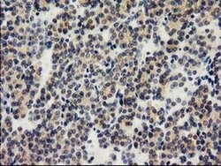 Invitrogen ILVBL Monoclonal Antibody (OTI1A12) 100 &mu;L; Unconjugated:Antibodies,
