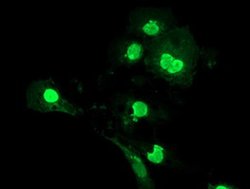 Invitrogen LENG1 Monoclonal Antibody (OTI1G5) 100 &mu;L; Unconjugated:Antibodies,