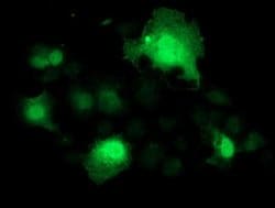 Invitrogen SMS Monoclonal Antibody (OTI3A8) 100 &mu;L; Unconjugated:Antibodies,