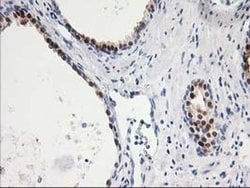 Invitrogen SMS Monoclonal Antibody (OTI3A8) 100 &mu;L; Unconjugated:Antibodies,