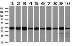Invitrogen SMS Monoclonal Antibody (OTI3A8) 100 &mu;L; Unconjugated:Antibodies,