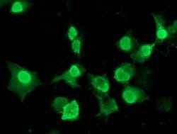Invitrogen LENG1 Monoclonal Antibody (OTI1E8) 100 &mu;L; Unconjugated:Antibodies,
