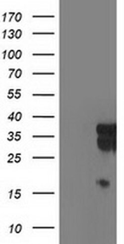 Invitrogen LENG1 Monoclonal Antibody (OTI1E8) 100 &mu;L; Unconjugated:Antibodies,