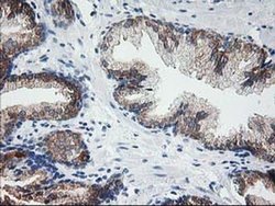 Invitrogen LCMT1 Monoclonal Antibody (OTI1G5) 100 &mu;L; Unconjugated:Antibodies,