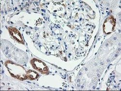 Invitrogen LCMT1 Monoclonal Antibody (OTI1G5) 100 &mu;L; Unconjugated:Antibodies,