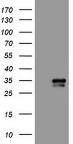 Invitrogen PBDC1 Monoclonal Antibody (OTI5A11) 100 &mu;L; Unconjugated:Antibodies,