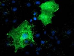 Invitrogen LMCD1 Monoclonal Antibody (OTI1H5) 100 &mu;L; Unconjugated:Antibodies,