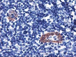 Invitrogen LMCD1 Monoclonal Antibody (OTI1H5) 100 &mu;L; Unconjugated:Antibodies,