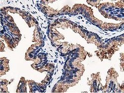 Invitrogen OSBP Monoclonal Antibody (OTI1F2) 100 &mu;L; Unconjugated:Antibodies,