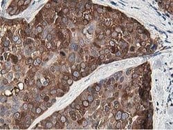 Invitrogen OSBP Monoclonal Antibody (OTI1F2) 100 &mu;L; Unconjugated:Antibodies,