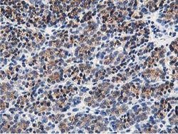 Invitrogen OSBP Monoclonal Antibody (OTI1F2) 100 &mu;L; Unconjugated:Antibodies,