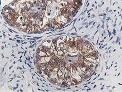 Invitrogen OSBP Monoclonal Antibody (OTI1F2) 100 &mu;L; Unconjugated:Antibodies,