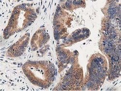 Invitrogen OSBP Monoclonal Antibody (OTI1F2) 100 &mu;L; Unconjugated:Antibodies,