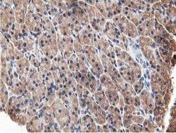Invitrogen OSBP Monoclonal Antibody (OTI1F2) 100 &mu;L; Unconjugated:Antibodies,