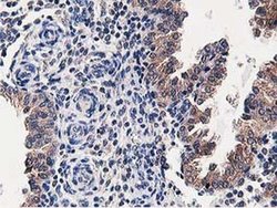 Invitrogen OSBP Monoclonal Antibody (OTI1F2) 100 &mu;L; Unconjugated:Antibodies,