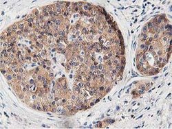 Invitrogen OSBP Monoclonal Antibody (OTI1F2) 100 &mu;L; Unconjugated:Antibodies,