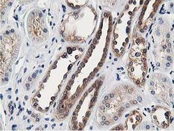 Invitrogen OSBP Monoclonal Antibody (OTI1F2) 100 &mu;L; Unconjugated:Antibodies,