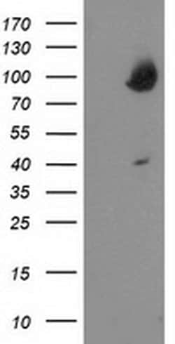 Invitrogen OSBP Monoclonal Antibody (OTI1F2) 100 &mu;L; Unconjugated:Antibodies,