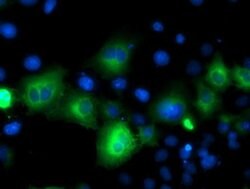 Invitrogen ATG3 Monoclonal Antibody (OTI2C12) 100 &mu;L; Unconjugated:Antibodies,