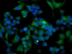 Invitrogen ATG3 Monoclonal Antibody (OTI2C12) 100 &mu;L; Unconjugated:Antibodies,