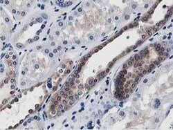 Invitrogen ATG3 Monoclonal Antibody (OTI2C12) 100 &mu;L; Unconjugated:Antibodies,