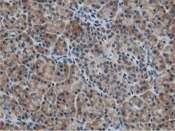 Invitrogen ATG3 Monoclonal Antibody (OTI2C12) 100 &mu;L; Unconjugated:Antibodies,
