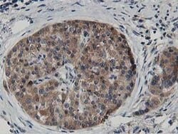 Invitrogen ATG3 Monoclonal Antibody (OTI2C12) 100 &mu;L; Unconjugated:Antibodies,