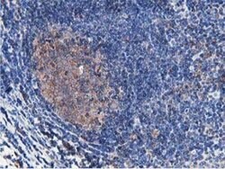 Invitrogen ATG3 Monoclonal Antibody (OTI2C12) 100 &mu;L; Unconjugated:Antibodies,