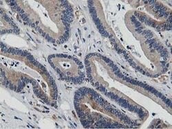 Invitrogen ATG3 Monoclonal Antibody (OTI2C12) 100 &mu;L; Unconjugated:Antibodies,