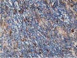 Invitrogen ATG3 Monoclonal Antibody (OTI2C12) 100 &mu;L; Unconjugated:Antibodies,